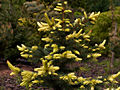 Picea pungens Maigold IMG_6699 Świerk kłujący